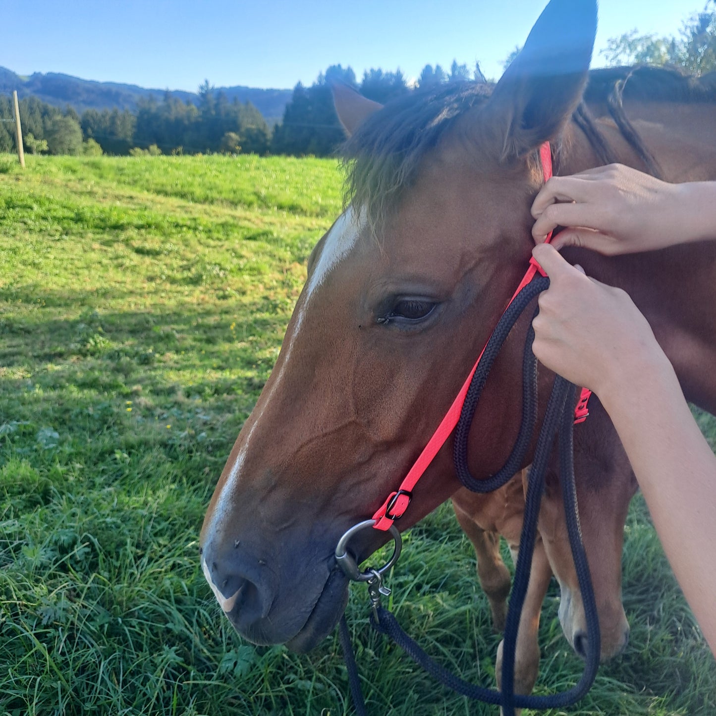 Bridle sidepull bitless