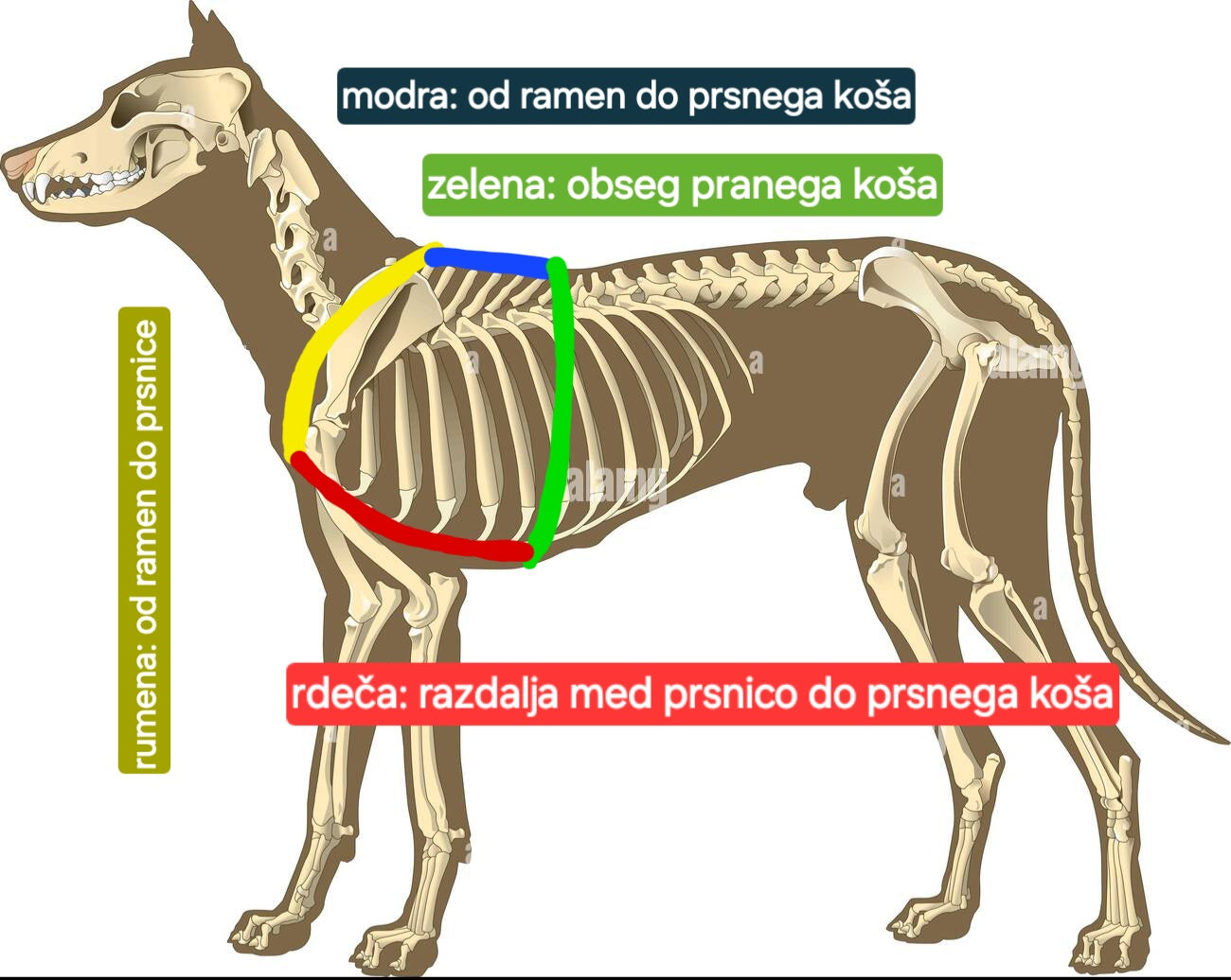 AnatomK9 harness