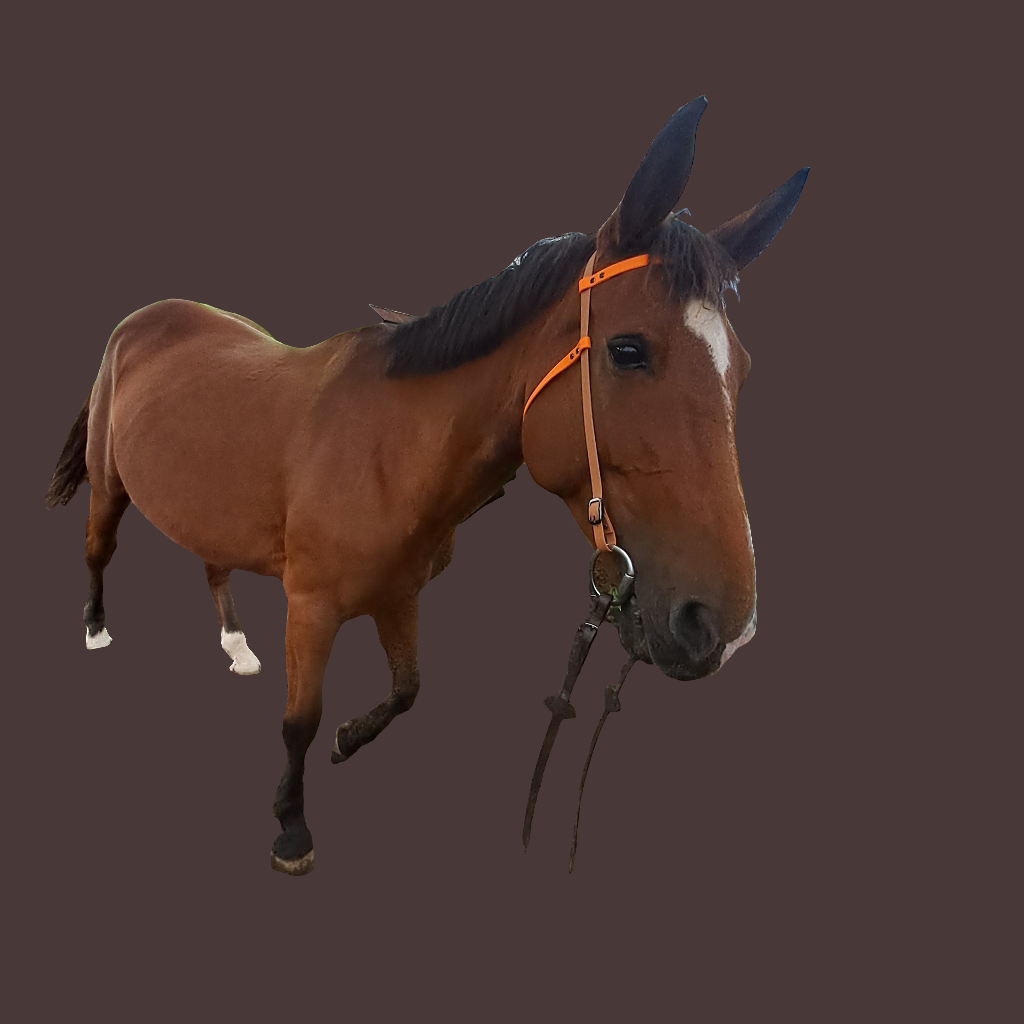 Horse western bridle waterproof