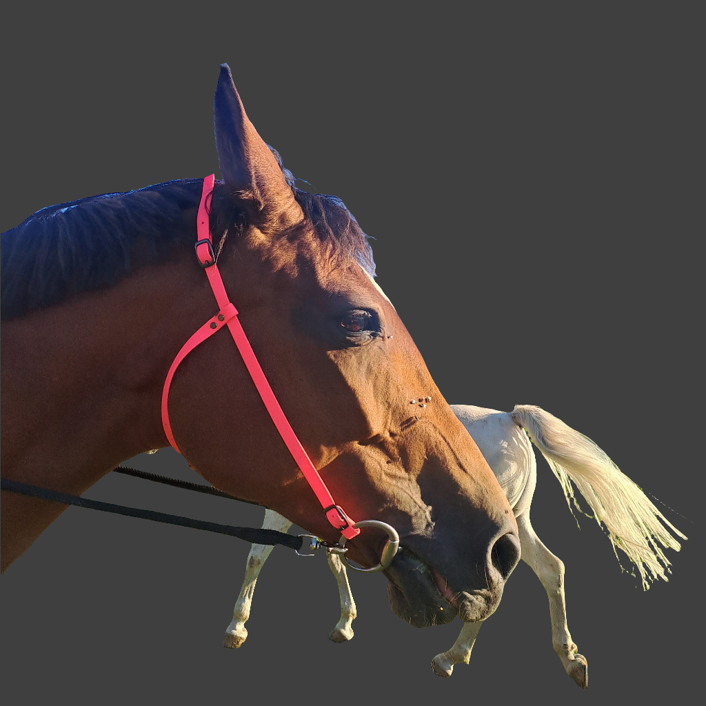 Horse western bridle waterproof