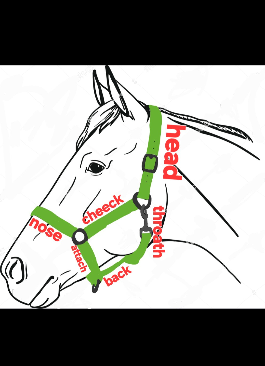 Biothane horse halter