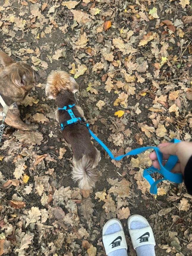 AnatomK9 harness