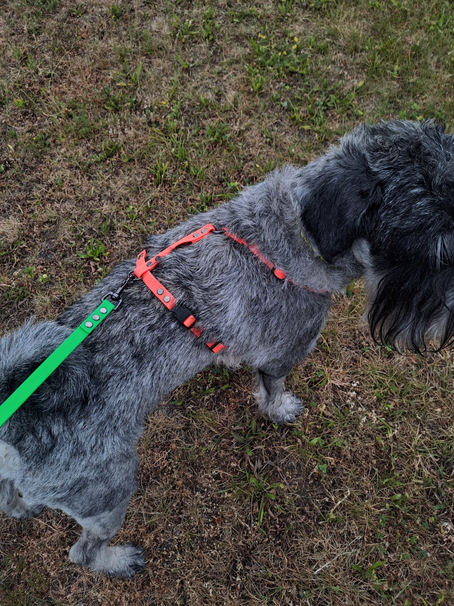 AnatomK9 harness
