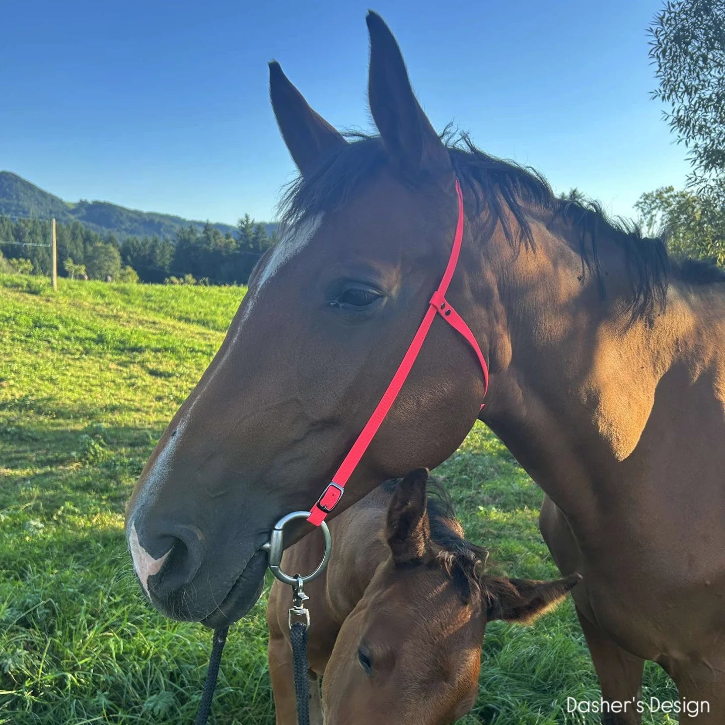 Horse western bridle waterproof