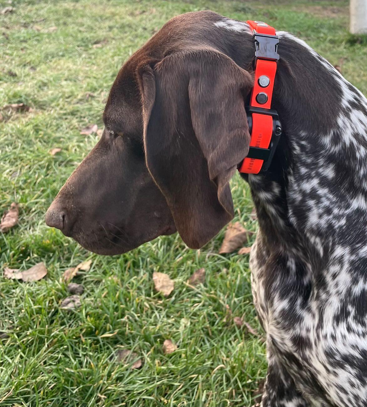e-collar/GPS Biothane adjustable strap 16mm