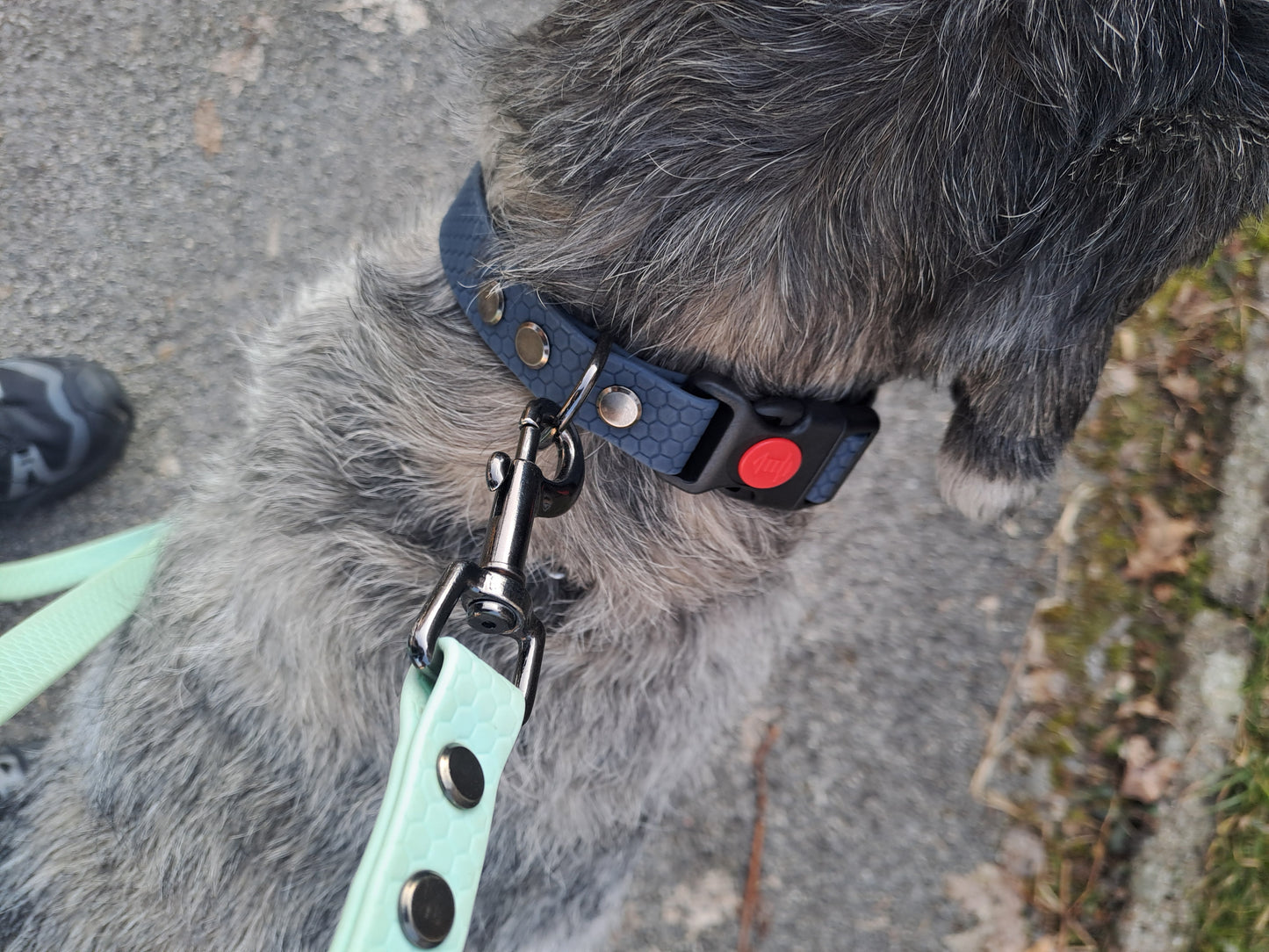 Classic dog collar 19mm (safe-lock)
