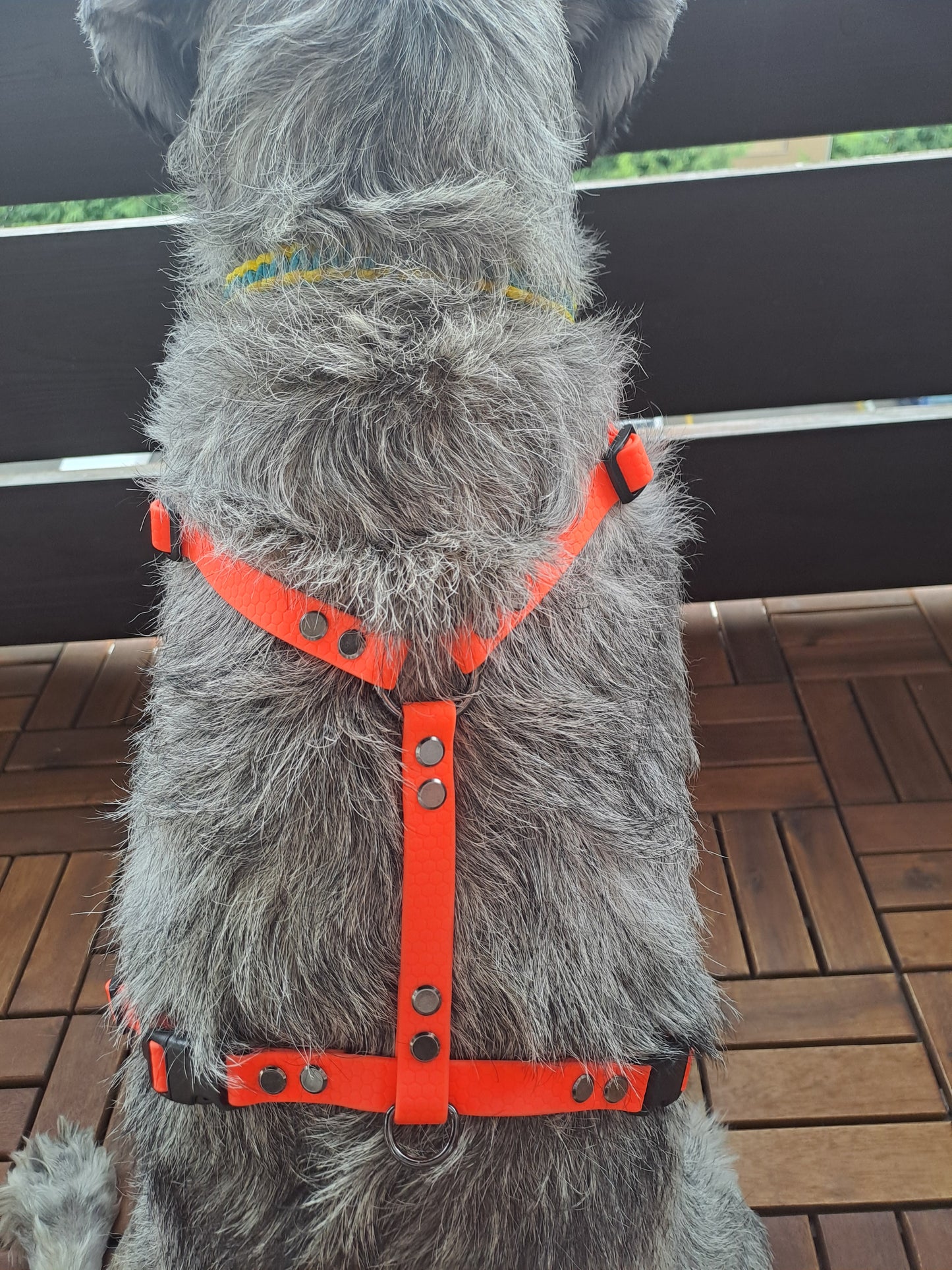 AnatomK9 harness